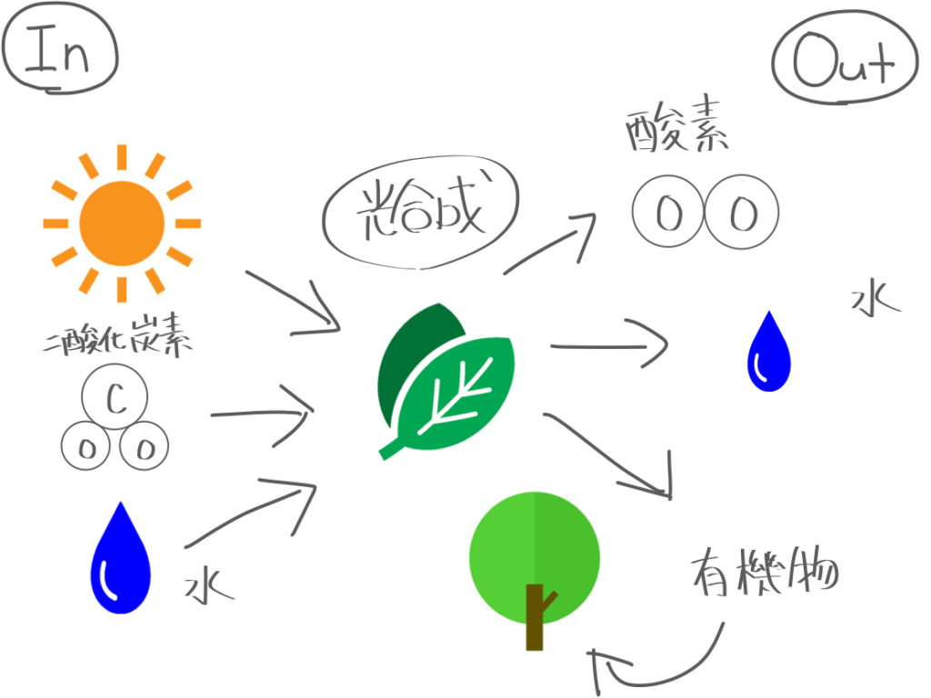 植物の炭素固定とは 知識ゼロからの環境問題 都市型すろーらいふ