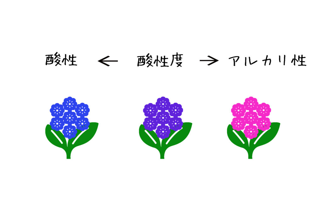 アジサイの花の色